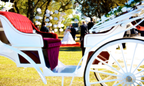Horse Drawn Carriage for Indian Wedding
